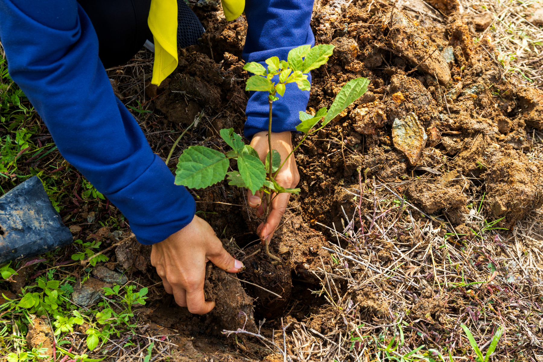 Why do we plant trees?